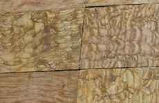 panther-yellow-sandstone